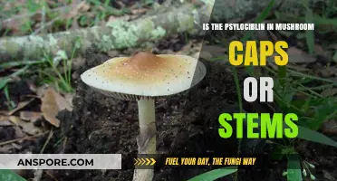 Mushroom Caps vs. Stems: Where Does Psilocybin Really Reside?