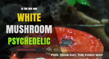 Are Red and White Mushrooms Psychedelic? Unveiling the Truth