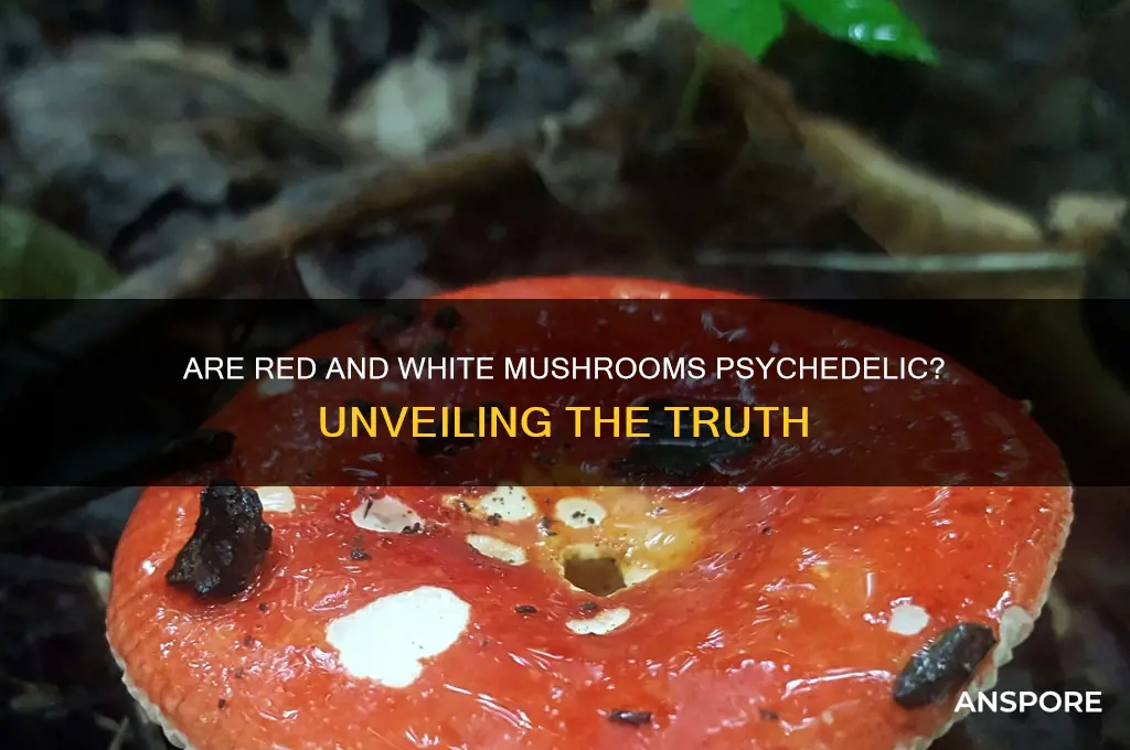 is the red and white mushroom psychedelic