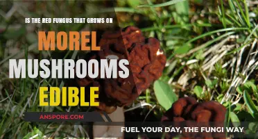 Can You Eat Red Fungus on Morel Mushrooms? Safety Explained
