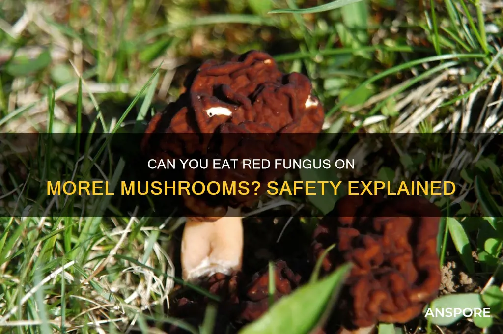 is the red fungus that grows on morel mushrooms edible