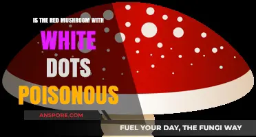 Red Mushroom with White Dots: Poisonous or Safe to Touch?