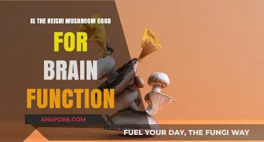 Reishi Mushroom Benefits: Boosting Brain Function and Cognitive Health