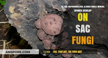 Sac Fungi's Reproductive Structures: Where Spores Develop and Thrive