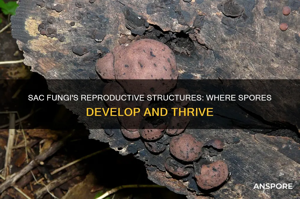is the reproductive structures where spores develop on sac fungi