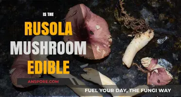 Is the Rusola Mushroom Edible? A Comprehensive Guide to Safety