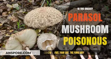 Is the Shaggy Parasol Mushroom Poisonous? A Comprehensive Guide