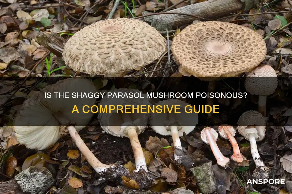 is the shaggy parasol mushroom poisonous