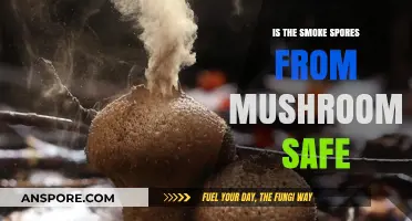 Are Mushroom Smoke Spores Safe? Exploring the Risks and Facts