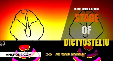 Dictyostelium's Spore Stage: Sexual or Asexual? Unraveling the Mystery