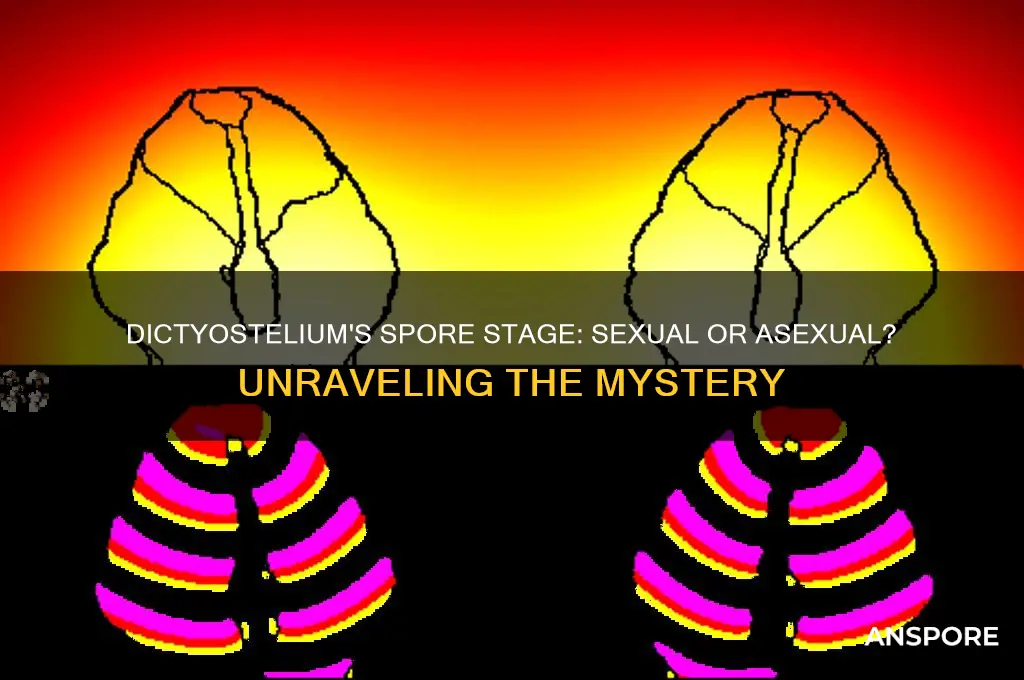 is the spore a sexual stage of dictyostelium