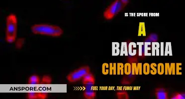 Are Bacterial Spores Part of the Chromosome? Unraveling the Truth