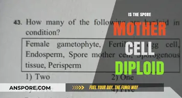 Understanding the Ploidy of Spore Mother Cells: Diploid or Not?