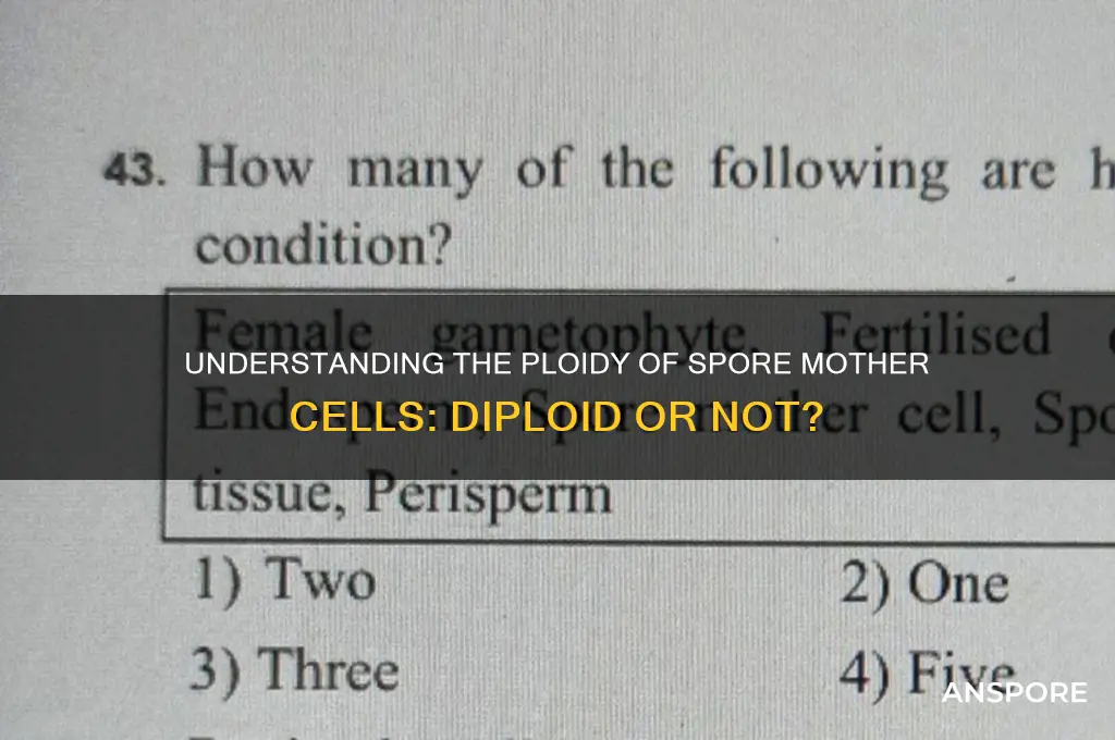 is the spore mother cell diploid