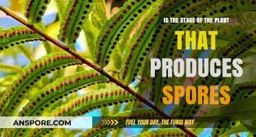 Understanding the Plant Stage Responsible for Spores Production