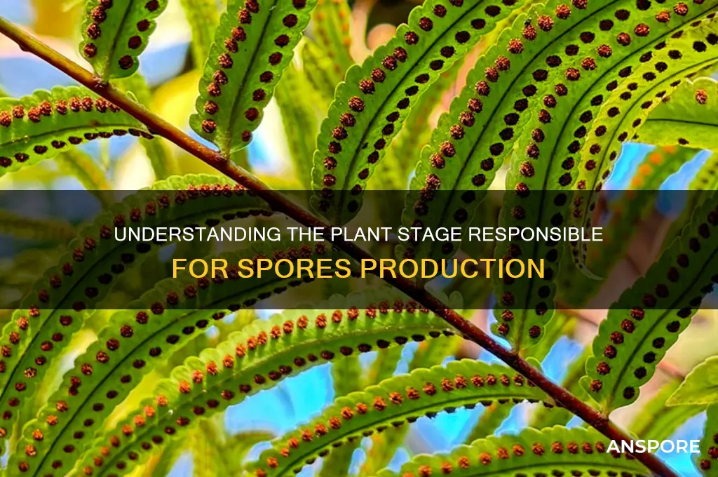is the stage of the plant that produces spores