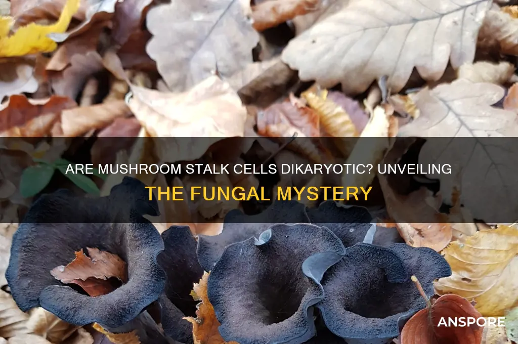 is the stalk of a mushroom dikaryotic