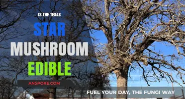 Is the Texas Star Mushroom Safe to Eat? A Guide