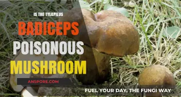 Is Tylopilus Badiceps Poisonous? Unveiling the Truth About This Mushroom