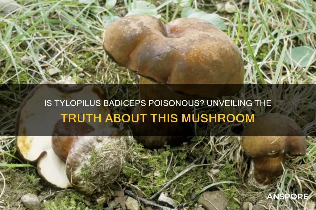 is the tylopilus badiceps poisonous mushroom