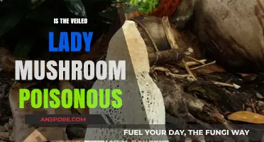 Is the Veiled Lady Mushroom Poisonous? Unveiling the Truth