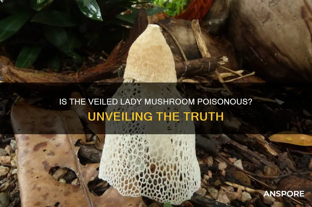 is the veiled lady mushroom poisonous