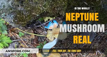 Unveiling the Mystery: Is the Woolly Neptune Mushroom Real?