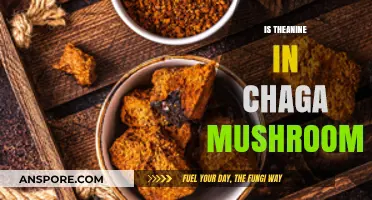 Chaga Mushrooms: Theanine and Its Benefits