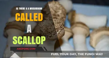Scallop Mushroom Mystery: Unveiling the Truth Behind the Fungal Name