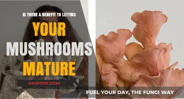 Mature Mushrooms: Unlocking Enhanced Flavor, Nutrition, and Culinary Potential