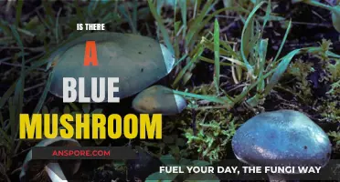 Blue Mushrooms: Myth or Reality?