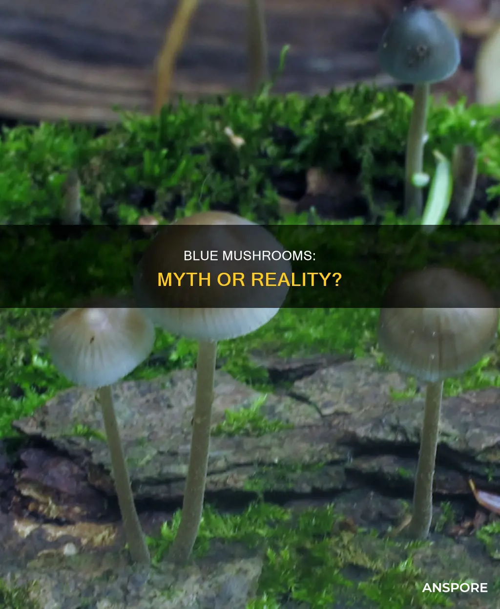 is there a blue mushroom