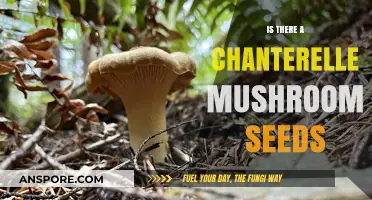 Do Chanterelle Mushrooms Grow from Seeds? Unveiling the Truth