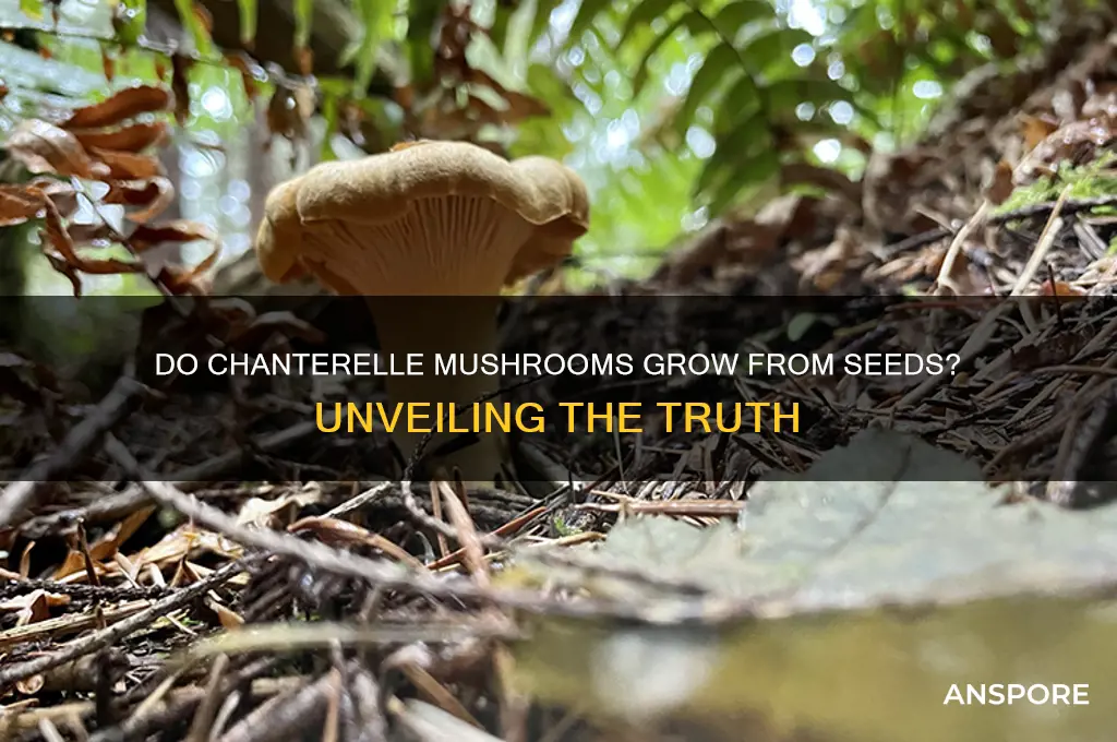 is there a chanterelle mushroom seeds