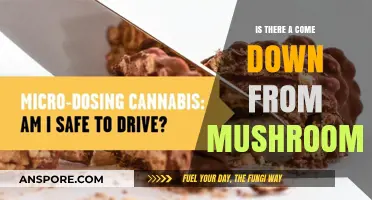 Exploring the Aftermath: Do Mushrooms Cause a Come Down?