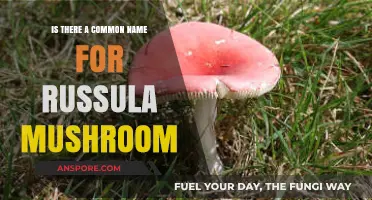 Exploring the Russula Mushroom: Unveiling Its Common Name and Characteristics