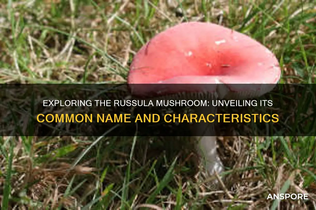 is there a common name for russula mushroom