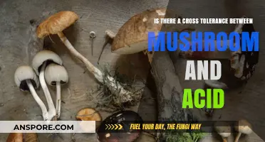 Exploring Cross-Tolerance: Mushrooms and Acid Interactions Unveiled
