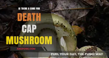 Can Death Cap Mushroom Poisoning Be Cured? Exploring Treatment Options