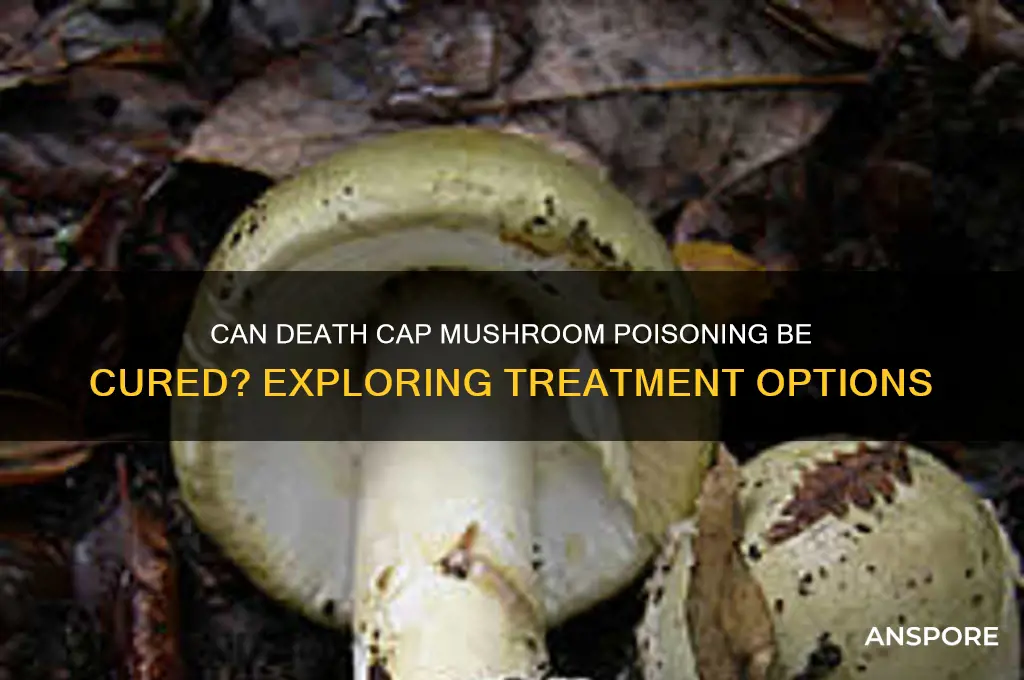 is there a cure for death cap mushroom