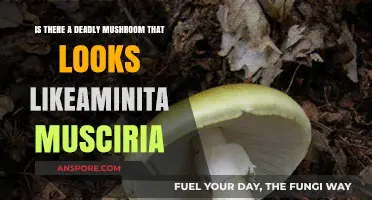 Deadly Mushroom Doppelgänger: Does a Killer Resemble Amanita Muscaria?