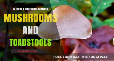 Mushrooms vs. Toadstools: Unraveling the Fungal Distinction and Myths