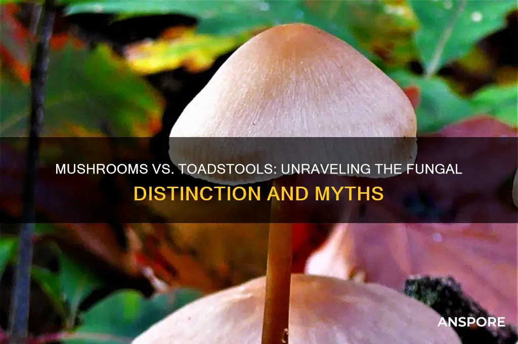 is there a difference between mushrooms and toadstools