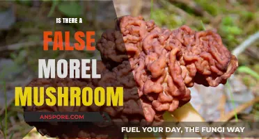 False Morel Mushrooms: Identifying the Risks and Look-Alikes in Nature