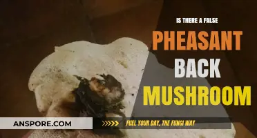 False Pheasant Back Mushroom: Myth or Misidentification Explained