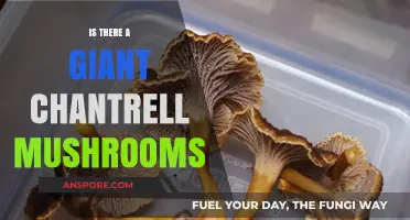 Unveiling the Myth: Are Giant Chanterelle Mushrooms Real?