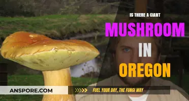 Oregon's Giant Mushroom Mystery: Fact or Forest Fable?