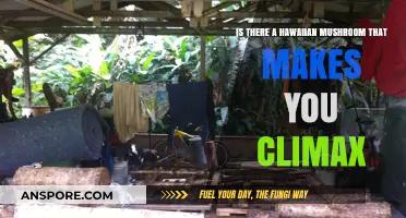 Exploring Hawaiian Mushrooms: Can They Induce Climax? A Deep Dive