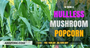 Hull-Free Snacking: Exploring Hullless Mushroom Popcorn Possibilities