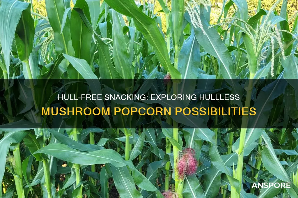 is there a hullless mushroom popcorn